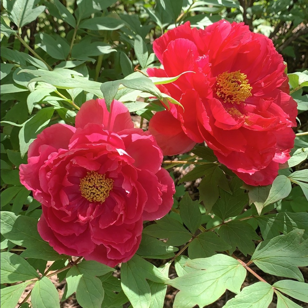 Meet your Posher, Oret